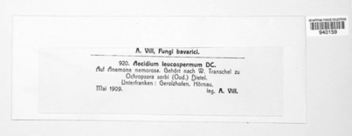 Ochropsora ariae image